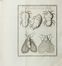  Joblot Louis : Observations d'histoire naturelle, faites avec le microscope, sur un grand nombre d'insectes, & sur les animalcules qui se trouvent dans les liqueurs [...]. Tome premier (-second).  Claude Lucas, Jean Baptiste Haussard  (1679 - 1749)  - Asta Manoscritti, Libri, Autografi, Stampe & Disegni - Libreria Antiquaria Gonnelli - Casa d'Aste - Gonnelli Casa d'Aste