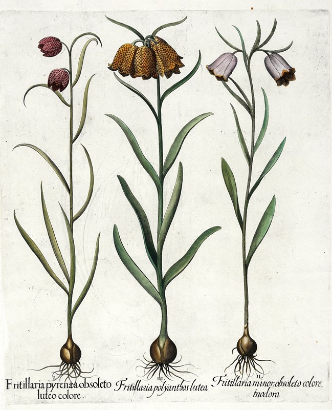 Quattro tavole da Hortus Eystettensis.