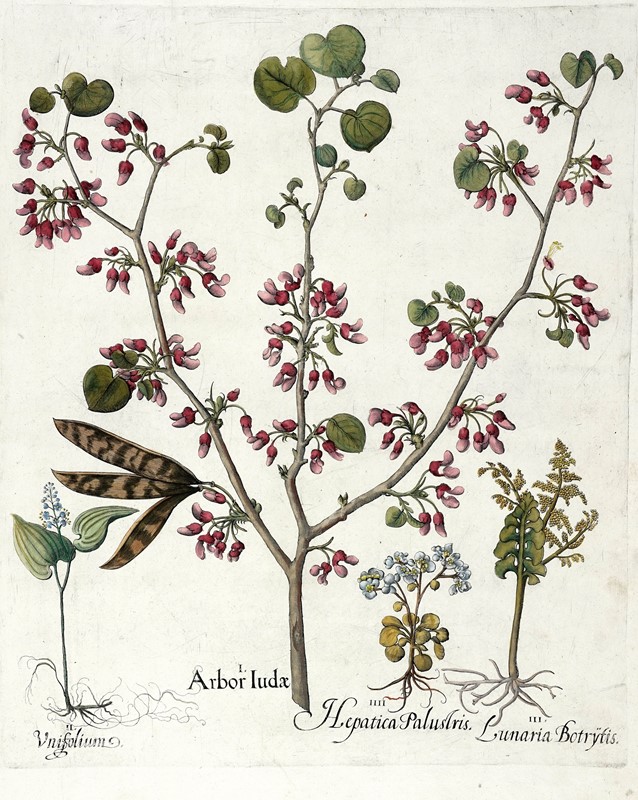 Quattro tavole da Hortus Eystettensis.