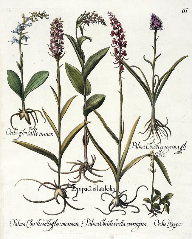 Quattro tavole da Hortus Eystettensis.