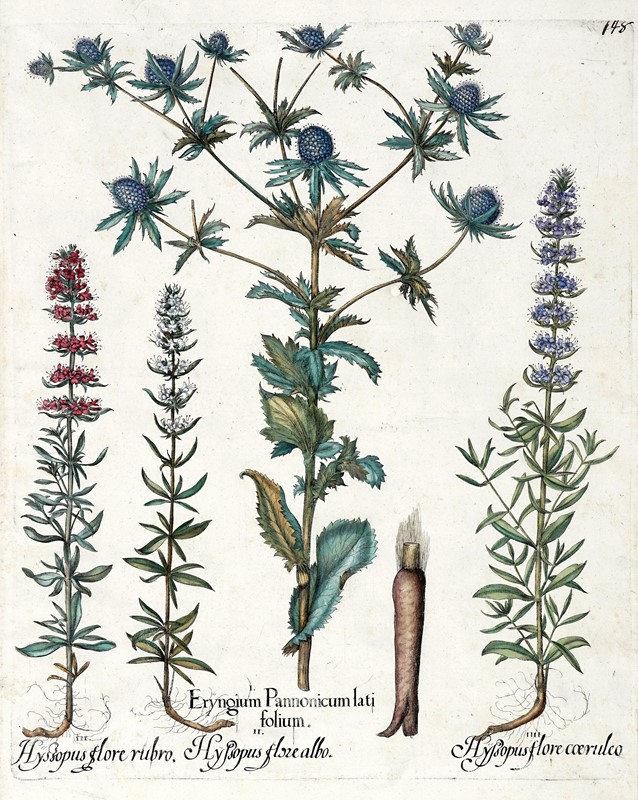 Quattro tavole da Hortus Eystettensis.