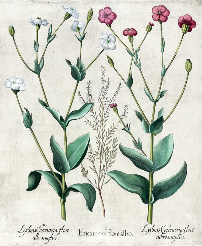 Quattro tavole da Hortus Eystettensis.