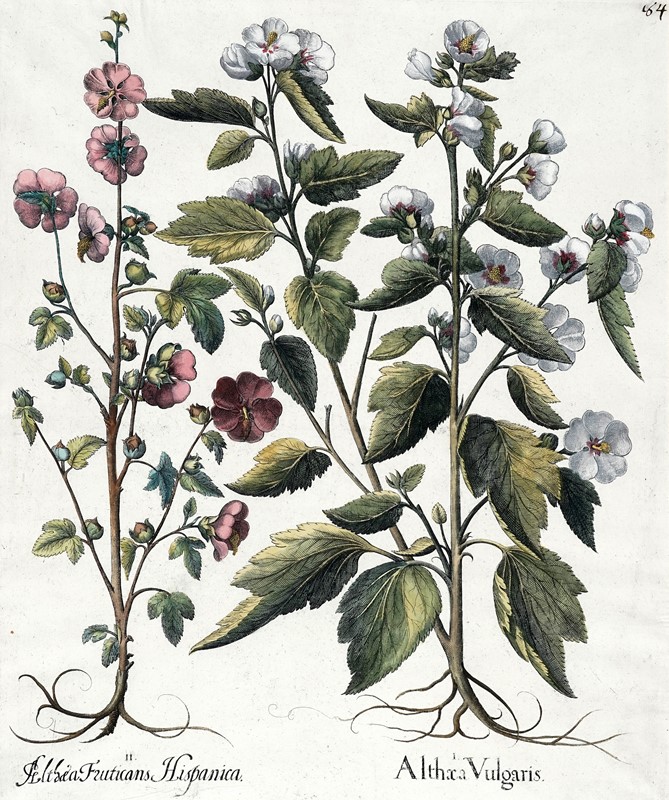 Quattro tavole da Hortus Eystettensis.