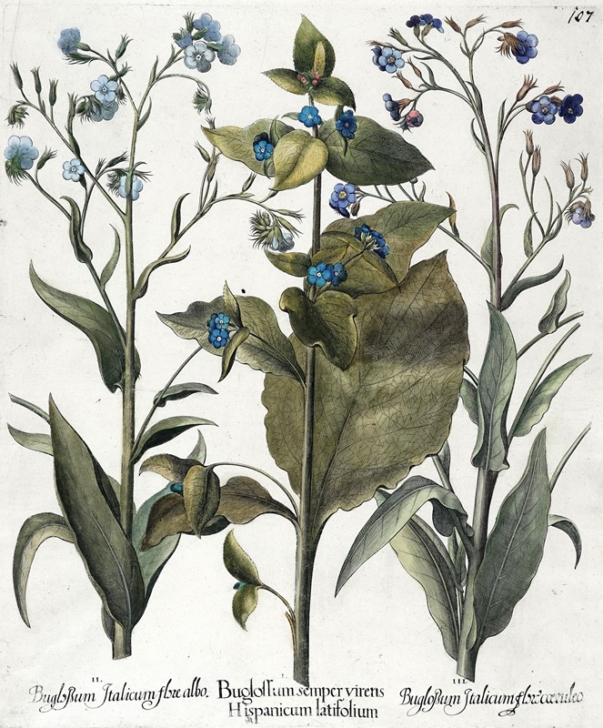 Quattro tavole da Hortus Eystettensis.