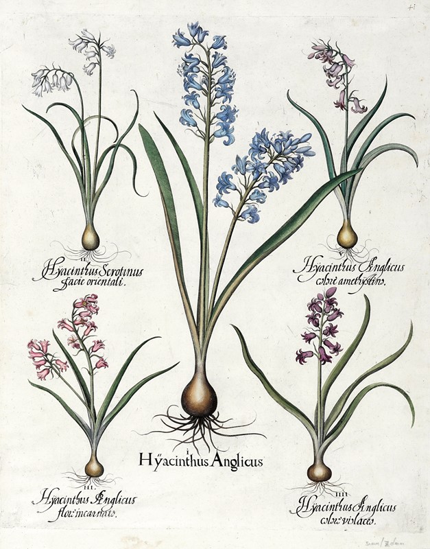 Quattro tavole da Hortus Eystettensis.