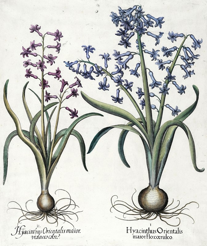 Quattro tavole da Hortus Eystettensis.