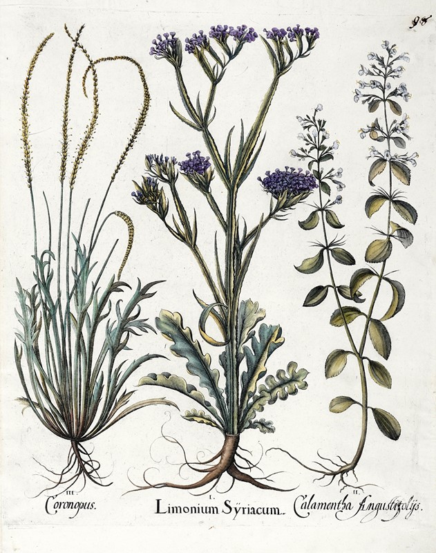 Quattro tavole da Hortus Eystettensis.