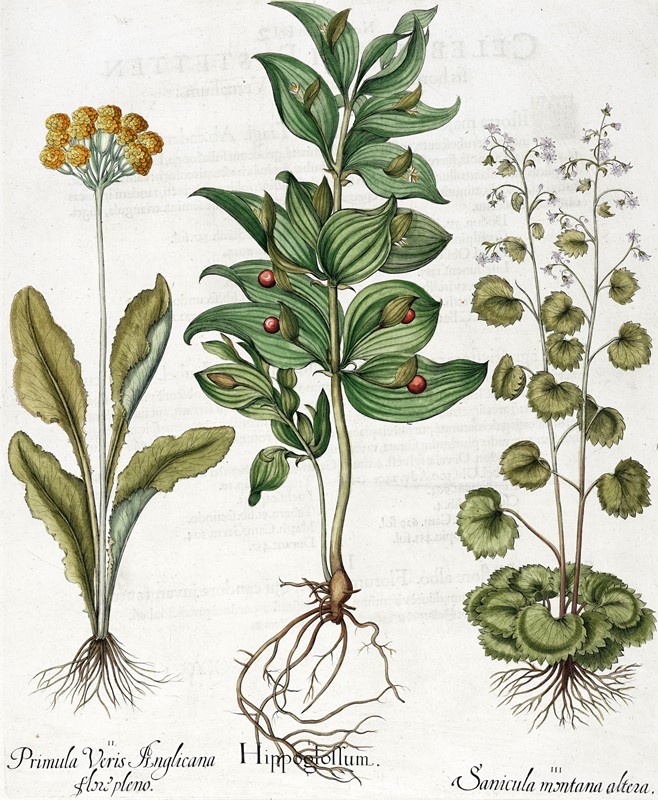 Quattro tavole da Hortus Eystettensis.