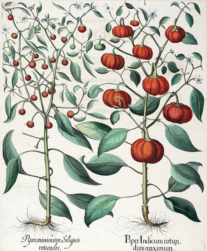 Quattro tavole da Hortus Eystettensis.