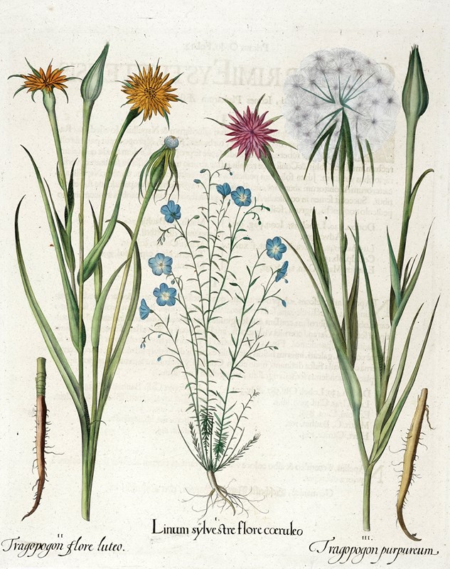 Quattro tavole da Hortus Eystettensis.