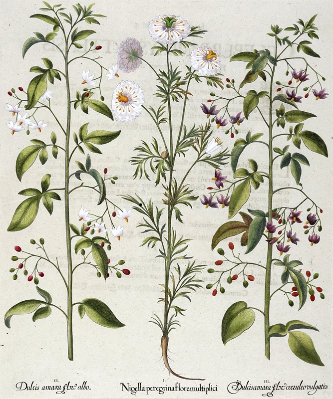 Quattro tavole da Hortus Eystettensis.