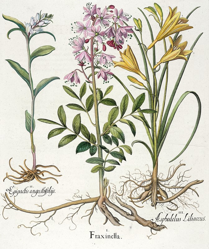 Quattro tavole da Hortus Eystettensis.