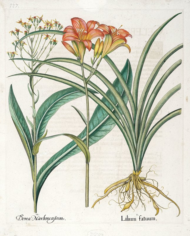 Quattro tavole da Hortus Eystettensis.