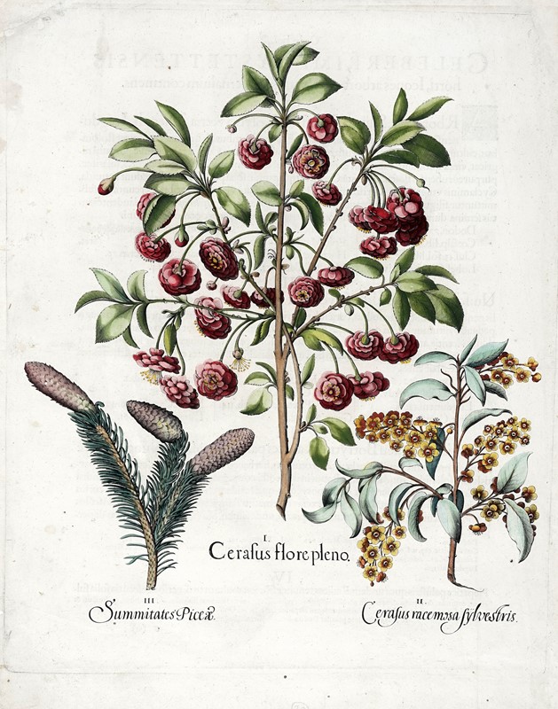 Quattro tavole da Hortus Eystettensis.