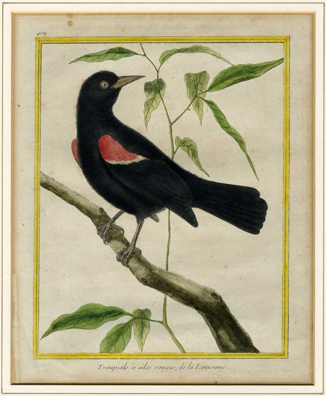 Cinque tavole ornitologiche.