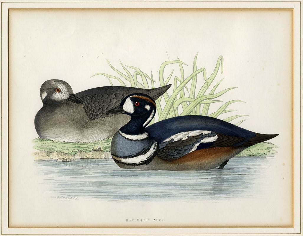 Cinque tavole ornitologiche.