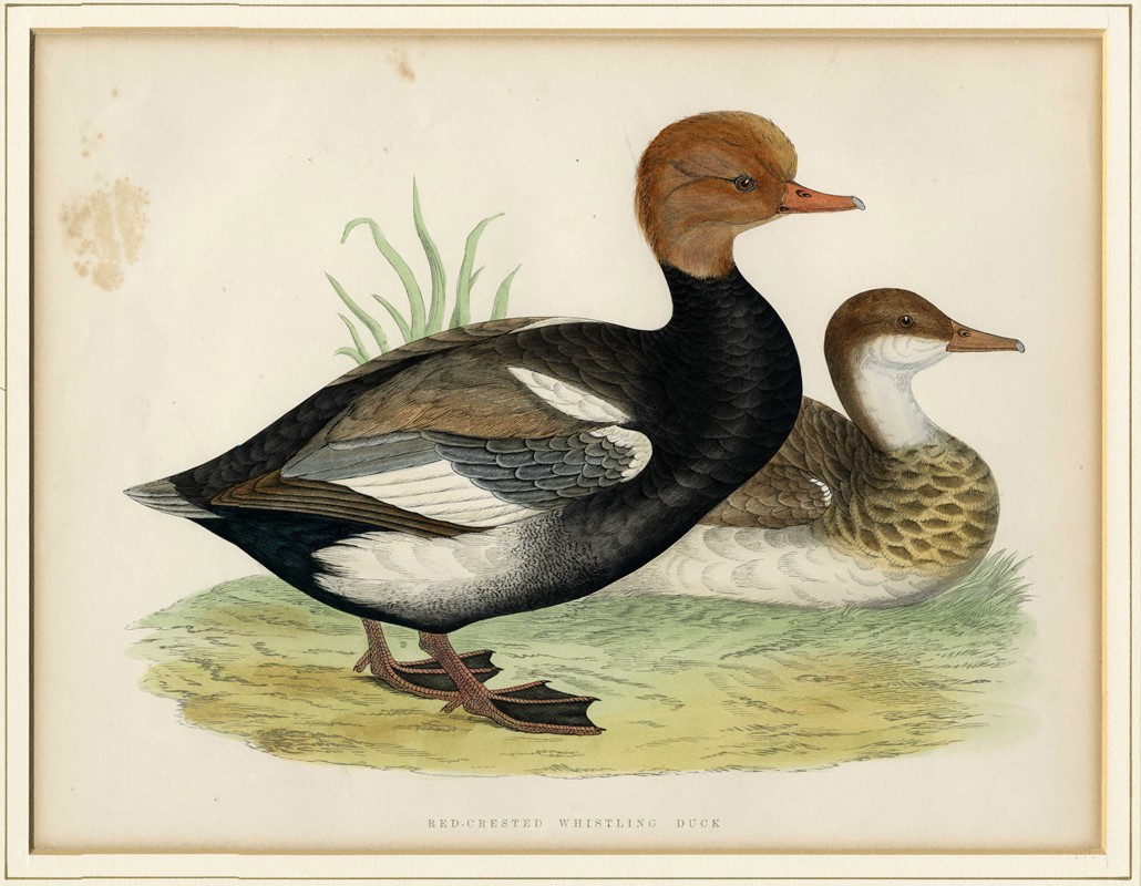 Cinque tavole ornitologiche.