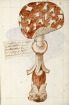  Manoscritto di argomento micologico - Ambito fiorentino
