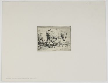  Adriaen Van de Velde  (Amsterdam, 1636 - 1672) : Mucca che allatta il vitellino.  - Asta Asta a tempo: Stampe & disegni - Libreria Antiquaria Gonnelli - Casa d'Aste - Gonnelli Casa d'Aste