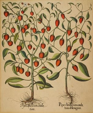  Basilius Besler  (Norimberga, 1561 - 1629) : Piper Indicum cordatum/Piper Indicum cordatum oblungum  - Asta Libri & Grafica - Libreria Antiquaria Gonnelli - Casa d'Aste - Gonnelli Casa d'Aste