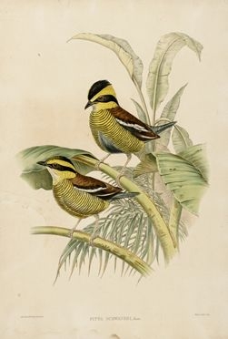  John Gould  (Lyme regis, 1804 - Londra, 1881) : Lotto composto di 2 incisioni da The birds of Asia.  - Auction Graphics & Books - Libreria Antiquaria Gonnelli - Casa d'Aste - Gonnelli Casa d'Aste