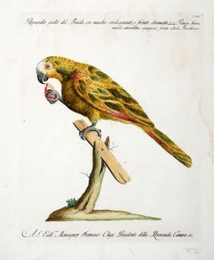  Saverio Manetti  (Brozzi, 1723 - Firenze, 1784) : Lotto composto di 2 tavole ornitologiche.  - Auction Graphics & Books - Libreria Antiquaria Gonnelli - Casa d'Aste - Gonnelli Casa d'Aste