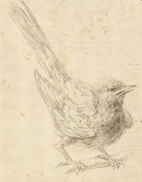  Anonimo fiammingo del XVII secolo. : Studio di uccello.  - Asta Stampe e Disegni - Libreria Antiquaria Gonnelli - Casa d'Aste - Gonnelli Casa d'Aste