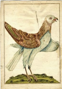  Violante Lampredi Vanni  ( - 1776) [attribuito a] : Uccello rapace.  - Auction BOOKS, MANUSCRIPTS, PRINTS AND DRAWINGS - Libreria Antiquaria Gonnelli - Casa d'Aste - Gonnelli Casa d'Aste
